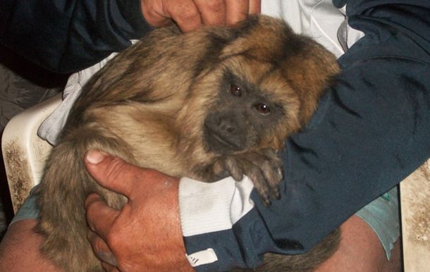 Se moviliza Córdoba en defensa de mono desarraigado