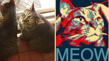 un gato democrata quiere ser el proximo presidente de los estados unidos un gato democrata quiere ser el proximo presidente de los estados unidos