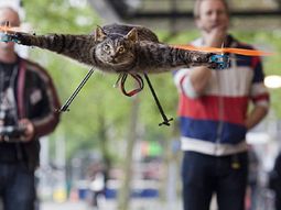 el verdadero gato volador: usa animales muertos para hacer drones el verdadero gato volador: usa animales muertos para hacer drones