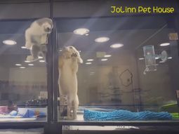 video: un gato escapo de su jaula para visitar a un perro video: un gato escapo de su jaula para visitar a un perro