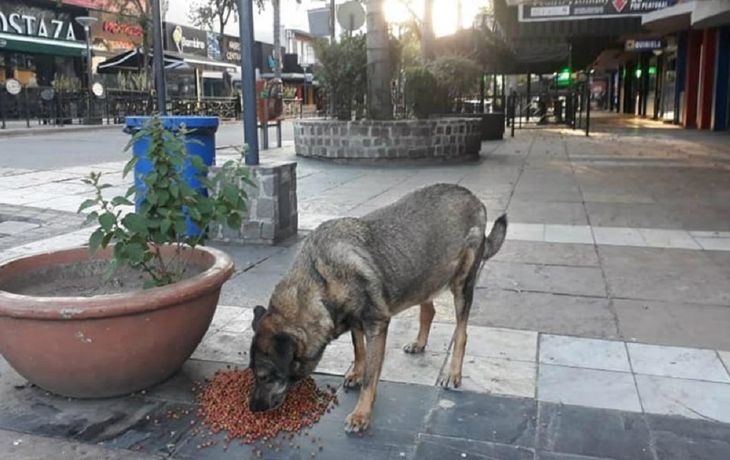 Córdoba: municipio alimenta a los perros callejeros durante la cuarentena
