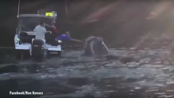 una ballena pide ayuda para que le saquen un plastico de la boca una ballena pide ayuda para que le saquen un plastico de la boca