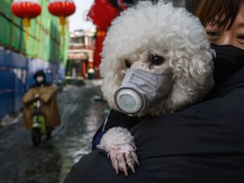 Un perro dio positivo de coronavirus en Hong Kong&nbsp;