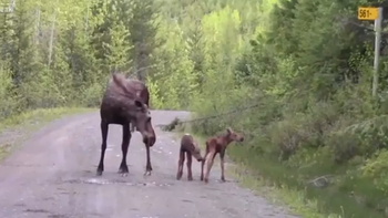 una mama alce ataca a un auto para proteger a sus dos crias una mama alce ataca a un auto para proteger a sus dos crias