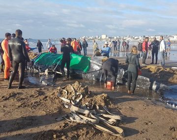 Ballena encallada en Punta Mogotes - Crédito: 0223