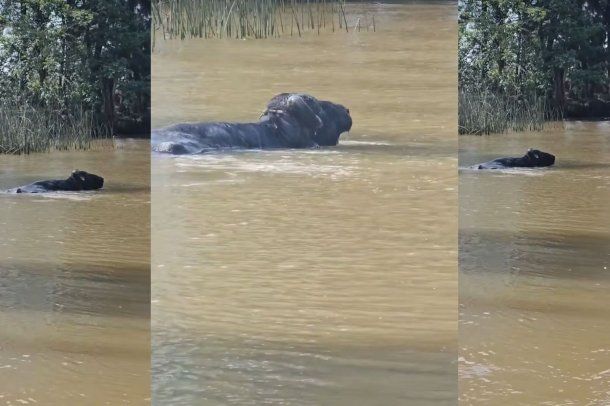 Una veterinaria se topó con un búfalo mientras navegaba en el Delta de Tigre.