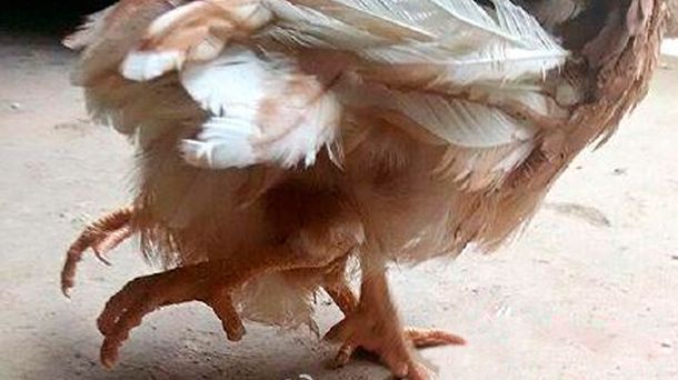 Descubren una gallina de cuatro patas en una granja de China