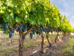 Dólar agro: oficializan la lista de productos que estarán alcanzados