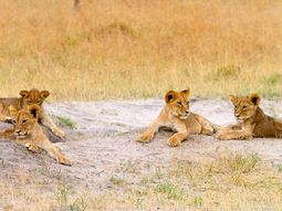el hermano de cecil se hizo cargo de sus cachorros tras su muerte el hermano de cecil se hizo cargo de sus cachorros tras su muerte