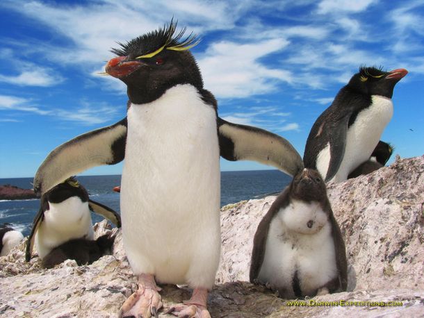 Pingüinos comienzan a poblar las costas de Puerto Deseado