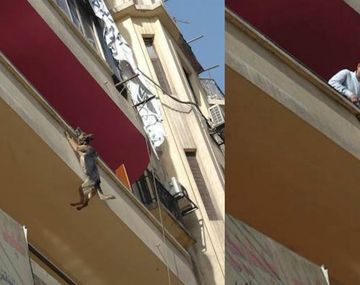 Rescatan a una perra que saltó por el balcón