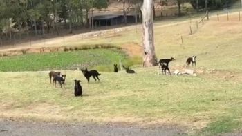 El divertido video de nueve perros totalmente petrificados El divertido video de nueve perros totalmente petrificados