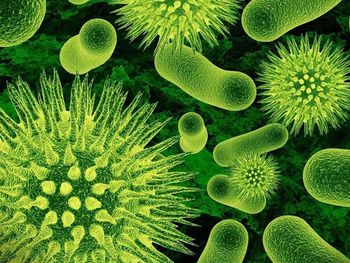 Las súperbacterias serán un flagelo en el futuro