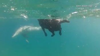 el perro que disfruta de nadar junto a sus amigos, los delfines el perro que disfruta de nadar junto a sus amigos, los delfines