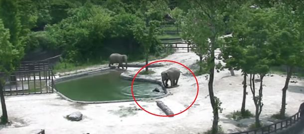 La reacción de los dos padres cuando su elefante bebé se cayó a una pileta