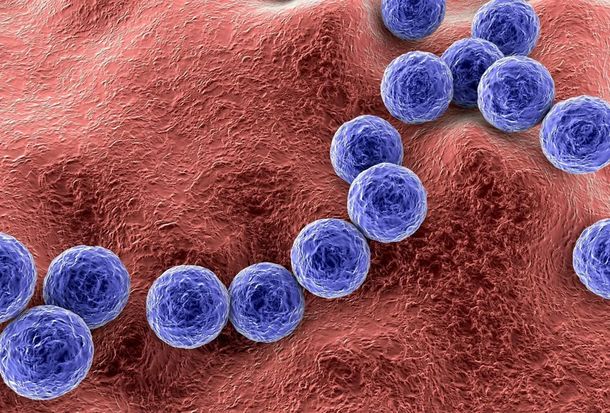 Streptococcus pyogenes: llegan a 487 los casos confirmados con 78 fallecimientos