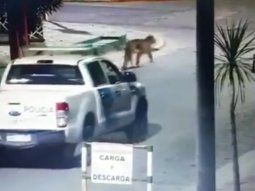 Aún no encontraron al puma de Gesell, pero estiman que ya volvió a su hábitat