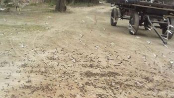 preocupacion en santiago del estero por una invasion de langostas preocupacion en santiago del estero por una invasion de langostas