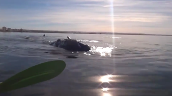 video: una ballena levanta un kayak en puerto madryn video: una ballena levanta un kayak en puerto madryn