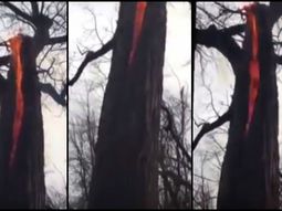 el misterio del diabolico arbol que arde por dentro el misterio del diabolico arbol que arde por dentro