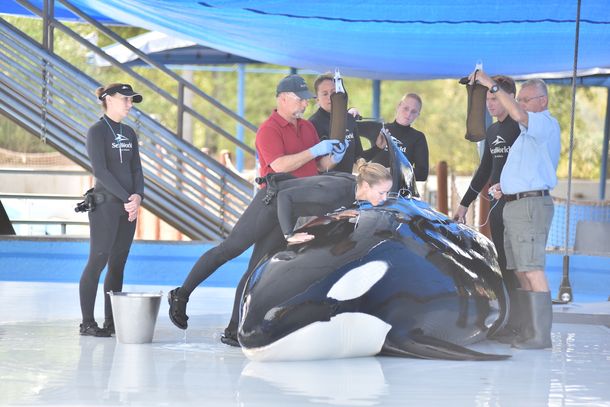 Polémica en los Estados Unidos tras la muerte de una orca en Mundo Marino