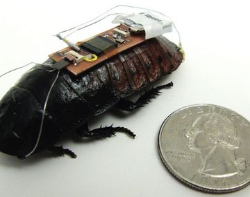 Cucarachas robot podrían salvar vidas