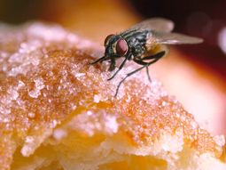 ¿Es riesgoso comer un alimento donde se paró una mosca?