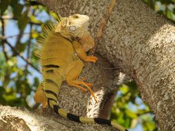 Una iguana en el Bajo Cauca Una iguana en el Bajo Cauca