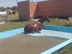 indignacion en los hornos: un caballo se les metio en la pileta y se la rompio toda indignacion en los hornos: un caballo se les metio en la pileta y se la rompio toda