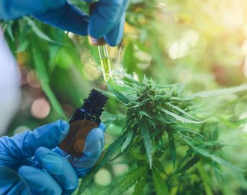 Diputados evalúan los alcances del proyecto regulatorio de producción de cannabis medicinal