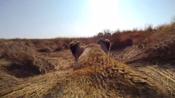 Le pusieron una cámara a un león en el lomo para ver cómo cazaba