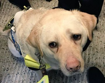 Kika guía a su dueño por el subte todos los días