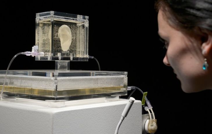 Reproducen la oreja cortada de Van Gogh con ADN de un bisnieto