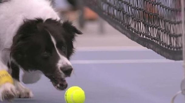 En una exhibición en Australia utilizaron perros como ball boy