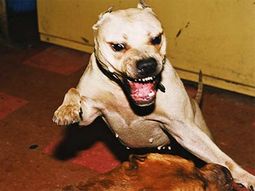Perro2