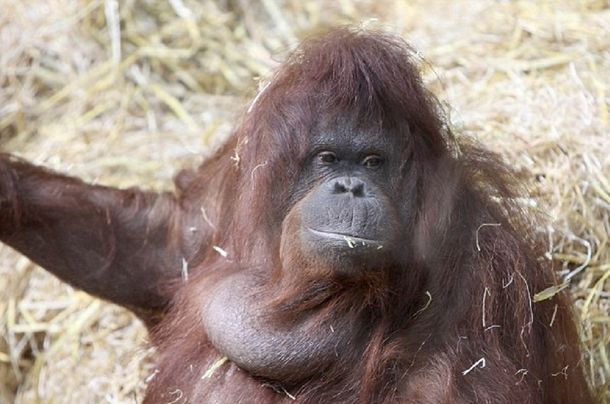 Una orangutana sorprende al aprender a silbar y usar consonantes