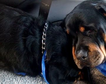 Conmovedor: un rottweiler llora a su hermano muerto