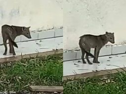 Video: un perro fantasma se vuelve viral en redes sociales