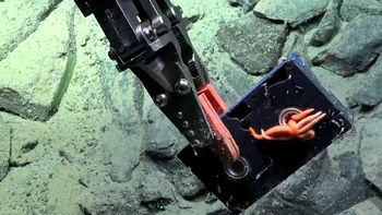 el increible hallazgo que se vio en el stream del conicet bajo el mar: ¡un vhs! el increible hallazgo que se vio en el stream del conicet bajo el mar: ¡un vhs!