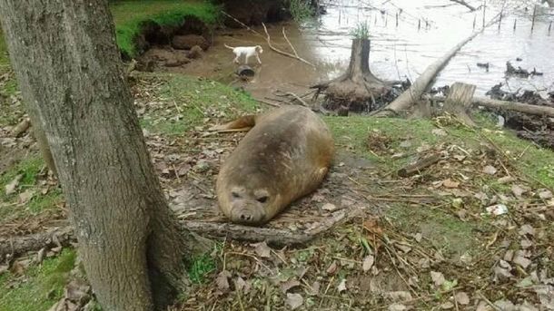 Vecinos denuncian que hay un lobo marino perdido en San Fernando