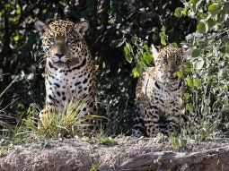 Chaco: registraron una cría de yaguareté en El Impenetrable por primera vez en 35 años