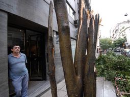 Arbol caído