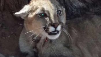Un puma, de 4 meses, fue rescatado por la policía en la localidad cordobesa de El Chacho. Un puma, de 4 meses, fue rescatado por la policía en la localidad cordobesa de El Chacho.