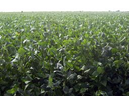 el 72 por ciento de los cultivos de los militares son de soja el 72 por ciento de los cultivos de los militares son de soja