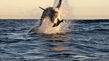 espectacular foto de un tiburon cazando una foca