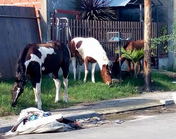 Roban caballos de la calle o campos en La Plata