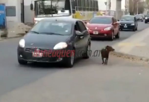Indignante: tiene tres multas por pasear a su perro desde el auto