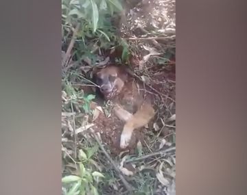 Crueldad pura: rescataron a un perro que fue enterrado vivo por sus dueños
