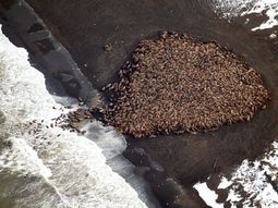 Récord de morsas en Alaska