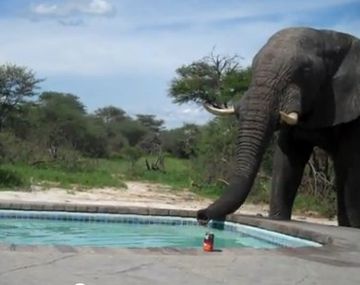 ¿Una gran sorpresa o una alucinación en el borde de la piscina?